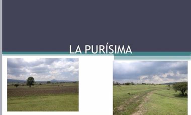 TERRENO LA PURISIMA HIDALGO
