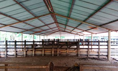 Se Vende Finca GANADERA De 530 Hectareas Cerca Monteria Cordoba, A 35 Millones Hectarea