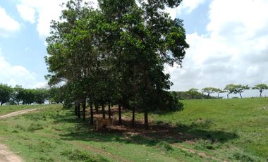 Se Vende Finca GANADERA De 530 Hectareas Cerca Monteria Cordoba, A 35 Millones Hectarea