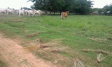 Se Vende Finca GANADERA De 530 Hectareas Cerca Monteria Cordoba, A 35 Millones Hectarea