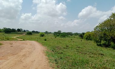 Se Vende Finca GANADERA De 530 Hectareas Cerca Monteria Cordoba, A 35 Millones Hectarea