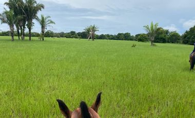 Se Vende Finca GANADERA De 530 Hectareas Cerca Monteria Cordoba, A 35 Millones Hectarea