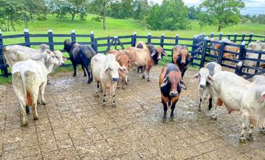 Se Vende Finca GANADERA De 530 Hectareas Cerca Monteria Cordoba, A 35 Millones Hectarea