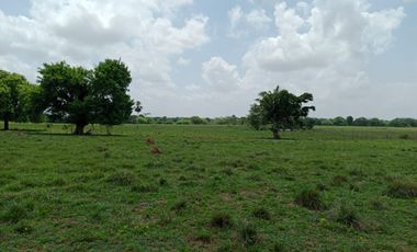 Se Vende Finca GANADERA De 530 Hectareas Cerca Monteria Cordoba, A 35 Millones Hectarea