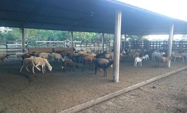 Se Vende Finca GANADERA De 530 Hectareas Cerca Monteria Cordoba, A 35 Millones Hectarea