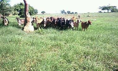 Se Vende Finca GANADERA De 530 Hectareas Cerca Monteria Cordoba, A 35 Millones Hectarea