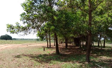 Se Vende Finca GANADERA De 530 Hectareas Cerca Monteria Cordoba, A 35 Millones Hectarea