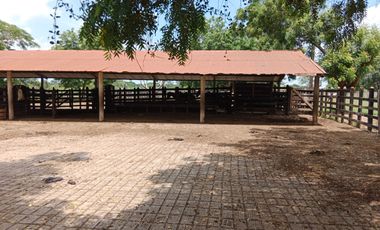 Se Vende Finca GANADERA De 530 Hectareas Cerca Monteria Cordoba, A 35 Millones Hectarea