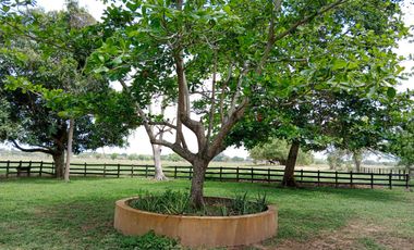 Se Vende Finca GANADERA De 530 Hectareas Cerca Monteria Cordoba, A 35 Millones Hectarea