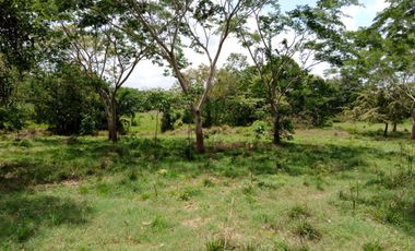 Se Vende Finca GANADERA De 530 Hectareas Cerca Monteria Cordoba, A 35 Millones Hectarea