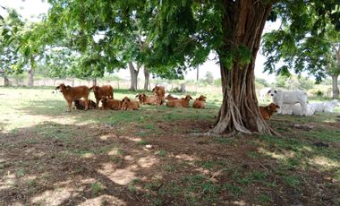 Se Vende Finca GANADERA De 530 Hectareas Cerca Monteria Cordoba, A 35 Millones Hectarea