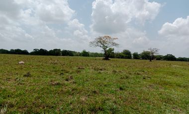 Se Vende Finca GANADERA De 530 Hectareas Cerca Monteria Cordoba, A 35 Millones Hectarea