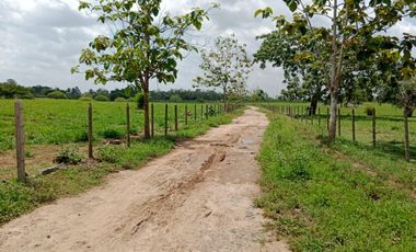 Se Vende Finca GANADERA De 530 Hectareas Cerca Monteria Cordoba, A 35 Millones Hectarea