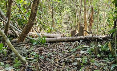 VENTA DE TERRENO EN LA RUTA DE LOS CENOTES