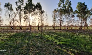 UNICA QUINTA DE 3 HAS SALDUNGARAY