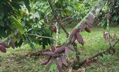Mata de Cacao Provincia de Los Rios Vendo Hacienda de Cacao
