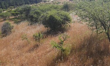 Venta de parcela en San Javier, Septima Región  5000m2