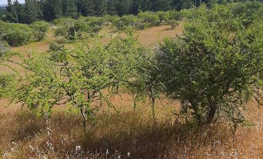 Venta de parcela en San Javier, Septima Región  5000m2
