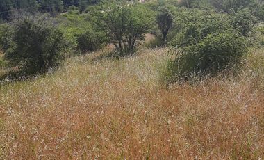 Venta de parcela en San Javier, Septima Región  5000m2