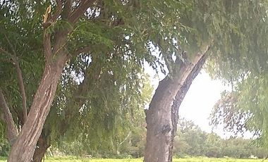 VENDO RANCHO 5.5 HECTAREAS CARRETERA SAN MIGUEL A DOLORES, CON CASAS, CABALLERIZAS, POZO, PEGADAS AL RIO LAJA Y CARRETERA DEL LADO DE DOLORES, HIDALGO