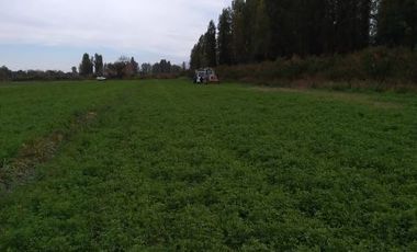 Se venden Parcelas 5000 m2 en Doñihue V1426-100-CL-09.22