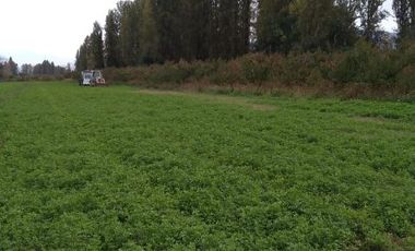 Se venden Parcelas 5000 m2 en Doñihue V1426-100-CL-09.22