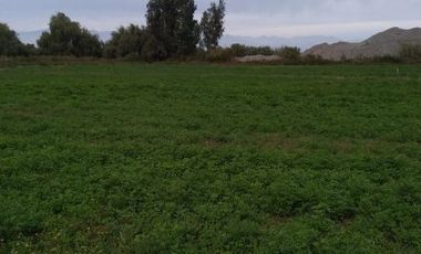 Se venden Parcelas 5000 m2 en Doñihue V1426-100-CL-09.22