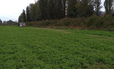 Se venden Parcelas 5000 m2 en Doñihue V1426-100-CL-09.22