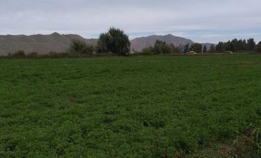 Se venden Parcelas 5000 m2 en Doñihue V1426-100-CL-09.22