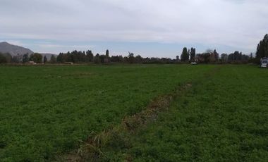 Se venden Parcelas 5000 m2 en Doñihue V1426-100-CL-09.22