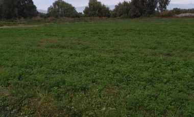 Se venden Parcelas 5000 m2 en Doñihue V1426-100-CL-09.22