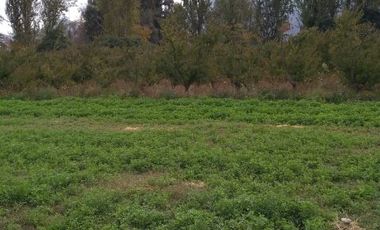 Se venden Parcelas 5000 m2 en Doñihue V1426-100-CL-09.22