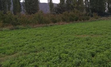 Se venden Parcelas 5000 m2 en Doñihue V1426-100-CL-09.22