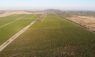 Campo en MELOZAL / VENTA 50 há plantadas de viña  en plena producción