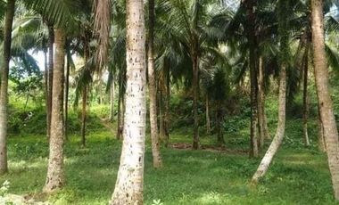 2.8hectares Agricultural Lot for Sale or Lease in San Pablo, Laguna