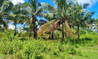 Bohol lot for sale 1.1 hectare tax declaration ready for title with coconut in Trinidad Bohol 80/sqm