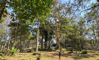 A unique house for rent in Mae Tha, Lamphun