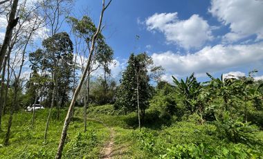6 Rai of rubber plantation for sale in Tha Yu, Phangnga