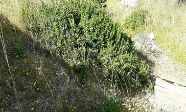 Parcela En Santa Rosa Lavadero V 714-85-LR-11.17