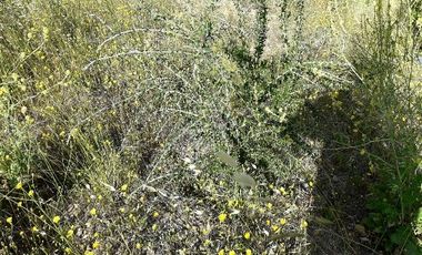 Parcela En Santa Rosa Lavadero V 714-85-LR-11.17