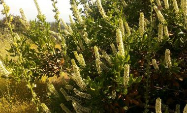 Parcela En Santa Rosa Lavadero V 714-85-LR-11.17