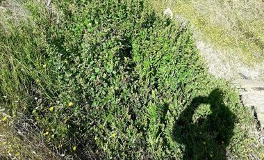 Parcela En Santa Rosa Lavadero V 714-85-LR-11.17