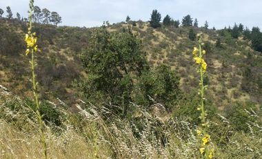 Parcela En Santa Rosa Lavadero V 714-85-LR-11.17