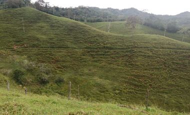 Venta Finca  Ganadera San Roque Antioquia