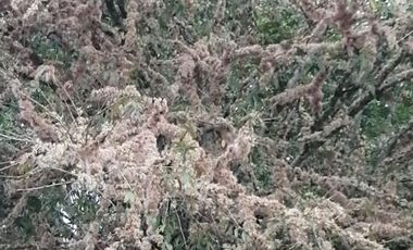 Venta Finca  Ganadera San Roque Antioquia