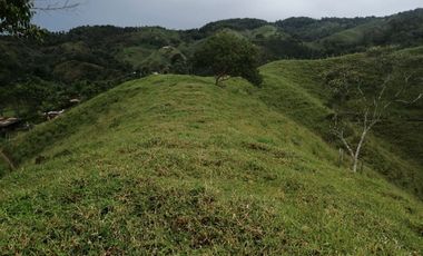 Venta Finca  Ganadera San Roque Antioquia
