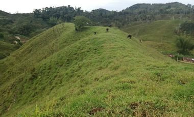 Venta Finca  Ganadera San Roque Antioquia