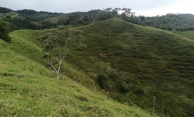 Venta Finca  Ganadera San Roque Antioquia