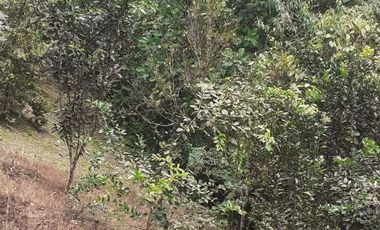VENDO QUINTA VACACIONAL, SUITE, SEMBRIOS, BIODIVERSIDAD