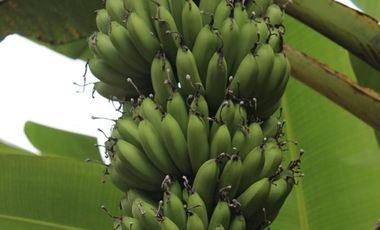 VENDO QUINTA VACACIONAL, SUITE, SEMBRIOS, BIODIVERSIDAD